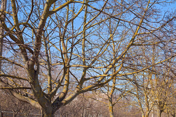 The Bare Branches of the Trees Are Illuminated by The Bright Sun. Golden Moss Grows On Tree Bark