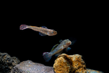 Freshwater Goby fish on rock underwater. Soft focus macro photography , motion blur image 