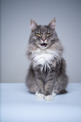 studio shot of a blue tabby white maine coon cat sitting with mouth open complaining