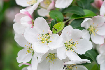 Obraz na płótnie Canvas Blossom of the apple tree flowers in the spring
