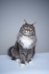 studio shot of a blue tabby white maine coon cat sitting looking at camera curiously and surprised