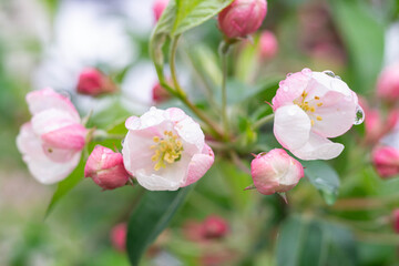 Naklejka na ściany i meble Blossom of the apple tree flowers in the spring