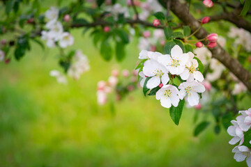 Blossom of the apple tree flowers in the spring