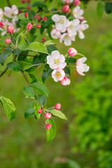 Blossom of the apple tree flowers in the spring