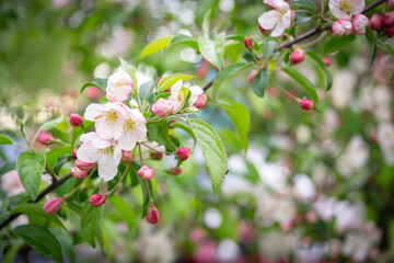 Blossom of the apple tree flowers in the spring