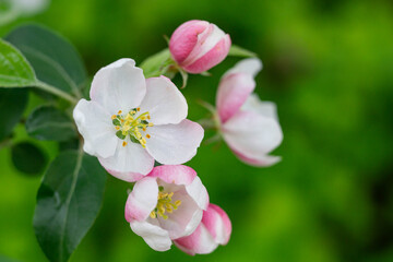 Blossom of the apple tree flowers in the spring
