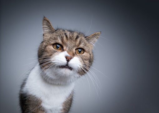 studio portrait of a tabby white british shorthair cat making funny face with copy space