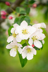 Blossom of the apple tree flowers in the spring