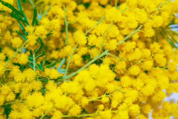 Bright colorful spring flowers mimosa