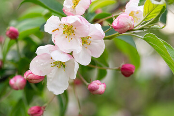 Blossom of the apple tree flowers in the spring
