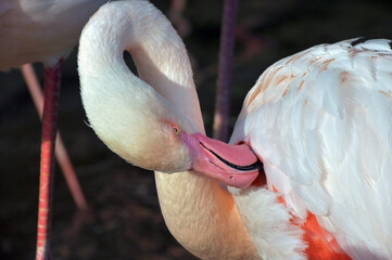 Portraits of pink flamingos