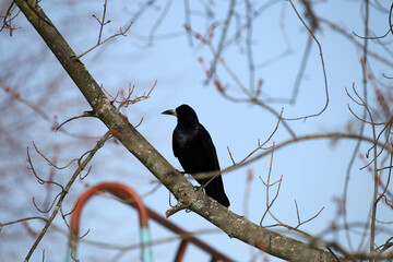 magpie sitting on a tree branch