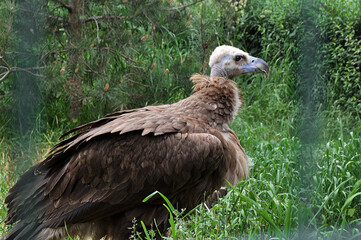 Feathered predator