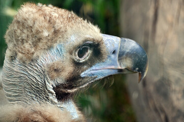 Feathered predator portrait