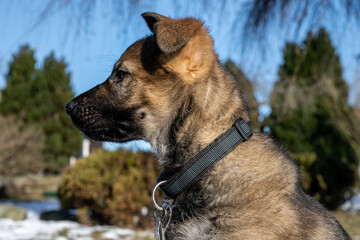 A dog portrait of a ten weeks old German Shepherd puppy. Close-up photo