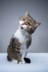 studio shot of a cute tabby white british shorthair cat sitting tilting head sticking out tongue with copy space