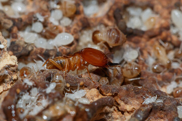 Termite and white larvae on a termite nest,close up