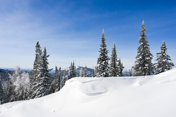 snow-covered trees in winter landscape