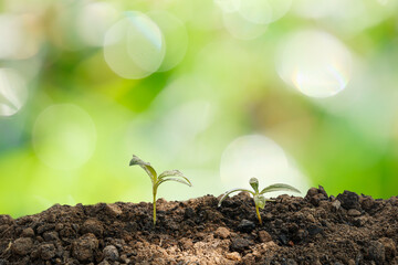 The seedling are growing from the rich soil in morning  on bokeh background, ecology concept.