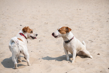 Nice jack russell terrier dog playing on the sand. Nature and pets 