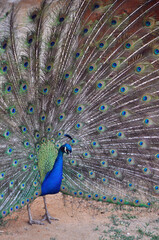 Naklejka premium Handsome peacock spread his tail and poses in front of the camera