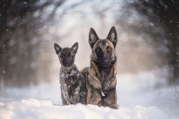 Dutch Shepherd puppy and Malinois dog