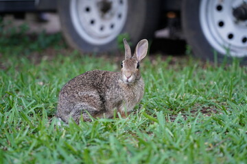 Wild cottontail rabbit laying in grass