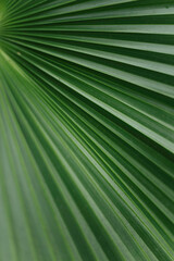green moody nature wallpapers for smartphones. macro green leaves. green jungles. fresh plants 