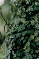 green moody nature wallpapers for smartphones. macro green leaves. green jungles. fresh plants 