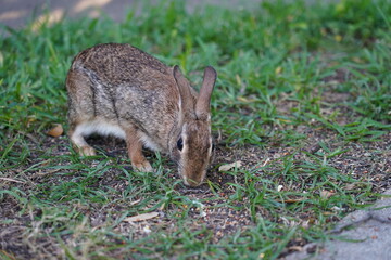 Naklejka na ściany i meble Texas wild cottontail rabbit bunny