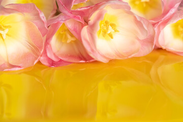 Pink tulips lie on a yellow background and are reflected in it.