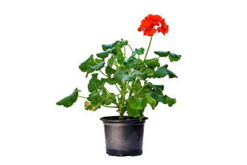 blooming geranium houseplant in red on a white background