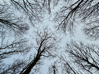 Trees looking up in the sky winter