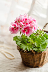 Geranium in a flower pot