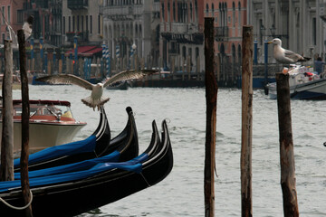 Fototapeta na wymiar Venice canal with traditional Venetian houses, gondolas and seagulls