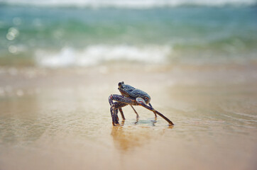 Close up of a crab in the sand. Beach life. Sea animal. Sunny day on the beach.
