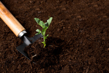 The green sprout of the young seedlings on a garden shovel is close-up against the background of fertile soil. The concept of agriculture, gardening with place for text
