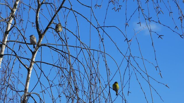 Greenfinch siskin and a sparrow on a birch branch against a blue sky..