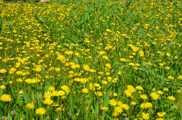 field of dandelions