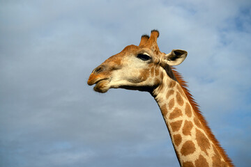 Wild african life. A large common South African giraffe on the summer blue sky.