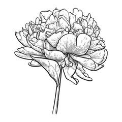 Peony flower with leaves isolated on white background. Hand drawn vector illustration.