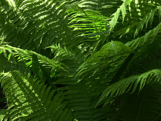 Background of green fern leaves. Lots of greenery. Summer