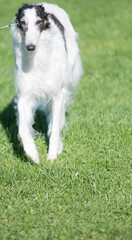 Fototapeta premium Borzoi walking on field of grass