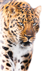 Powerful big cat leopard close-up walks forward, powerful beautiful body occupies, white light background of a hot day - 419136849