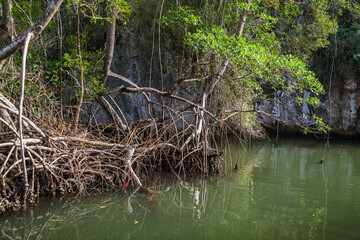 Mangrove trees. Samana bay, Dominican Republic