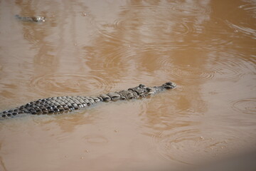 le crocodile sacré de la forêt classée de Bangreweogo de ouaga