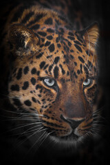 Fototapeta na wymiar Round red leopard head with serious dangerous blue eyes close-up isolated
