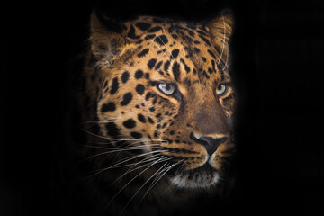 Fototapeta na wymiar The proud face of a red-spotted powerful leopard cat