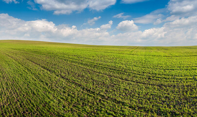 panoramic view of green field of winter wheat, early spring sprouts, sky with clouds