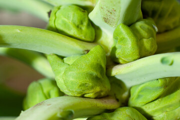 Green head of Brussels sprouts growing, close-up